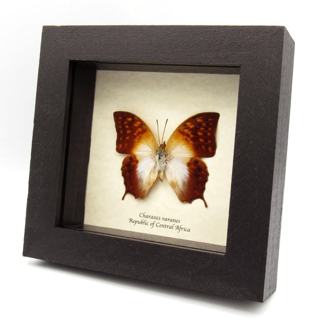 Real sunrise butterfly framed taxidermy - Charaxes varanes