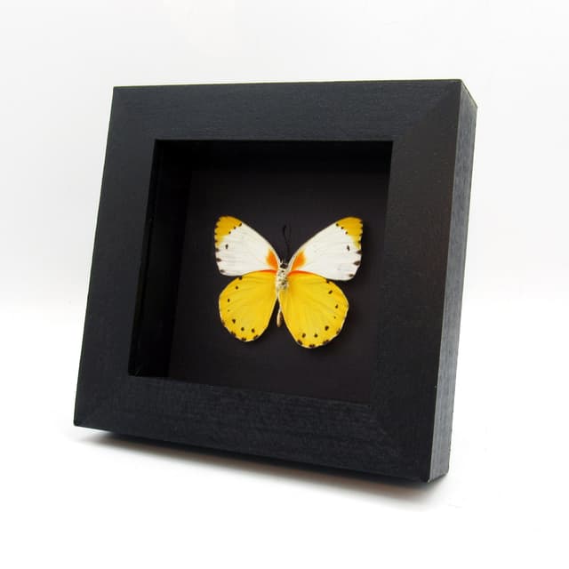 Real yellow framed taxidermy butterfly - Belenois thysa