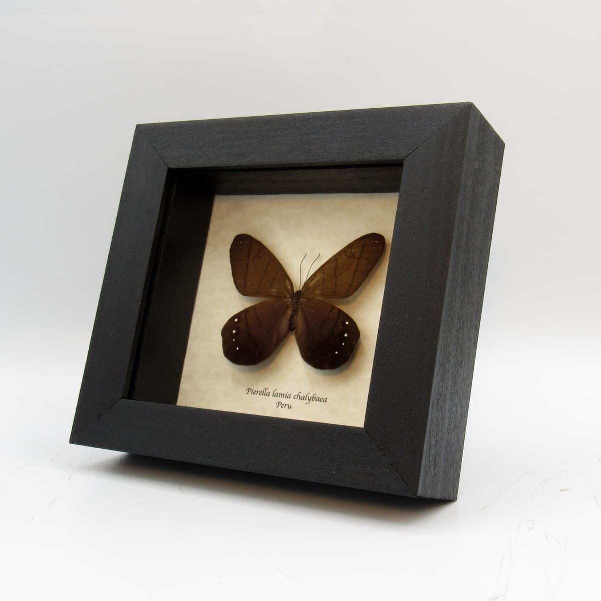 Real Satyr butterfly framed taxidermy - Pierella lamia chalybaea