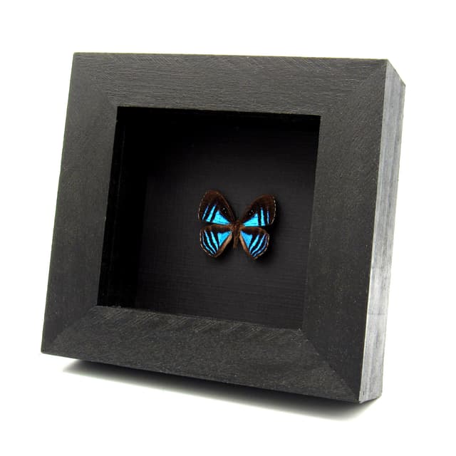 Rare blue Metalmark butterfly framed taxidermy - Mesosemia eumene