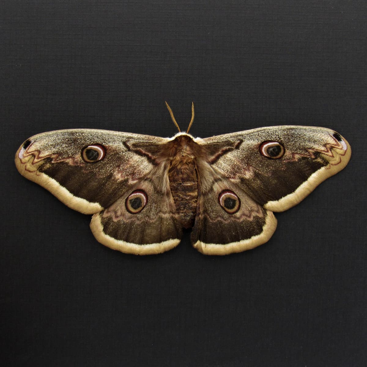 Real XL Peacock moth framed taxidermy - Saturnia pyri - female - Victorian mount