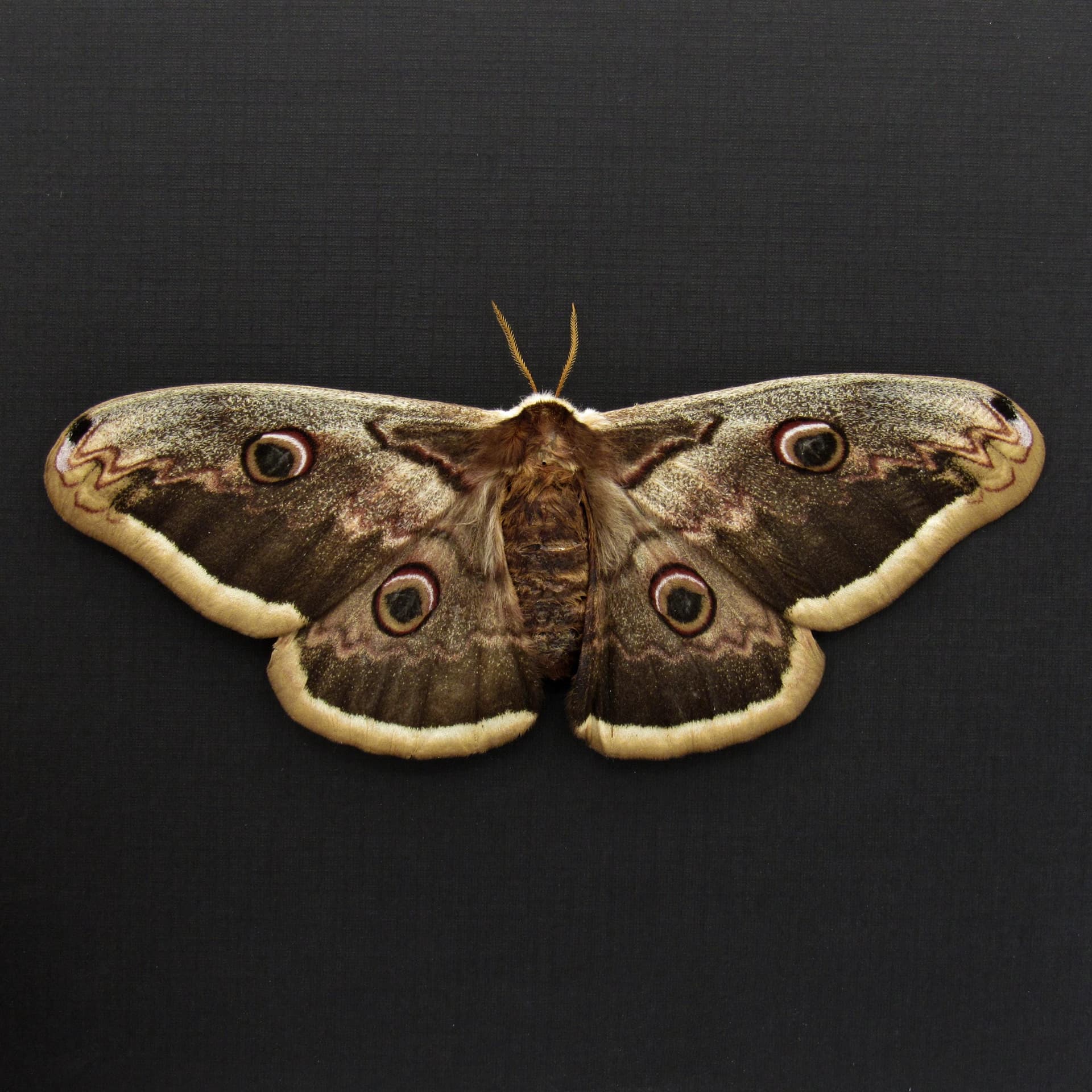 Real XL Peacock moth framed taxidermy - Saturnia pyri - female - Victorian mount