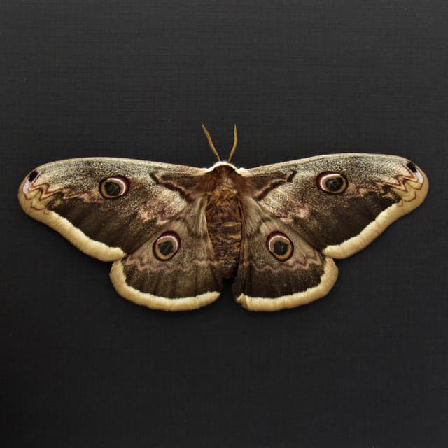 Real XL Peacock moth framed taxidermy - Saturnia pyri - female - Victorian mount