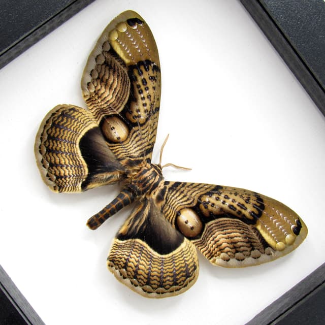 Real XL Brahmin moth framed taxidermy - Brahmaea wallichii - female