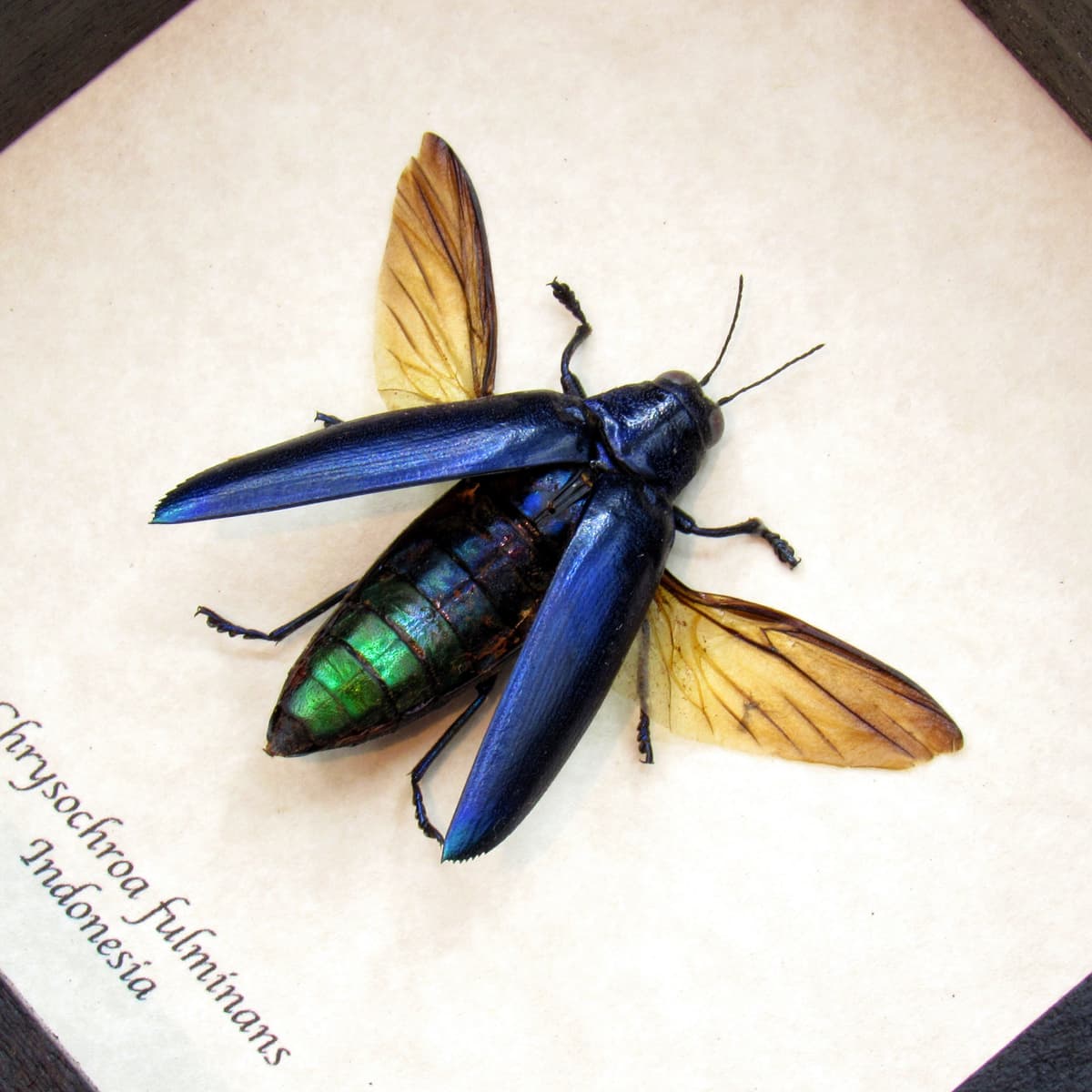 Real metallic purple beetle framed taxidermy - Chrysochroa fulminans