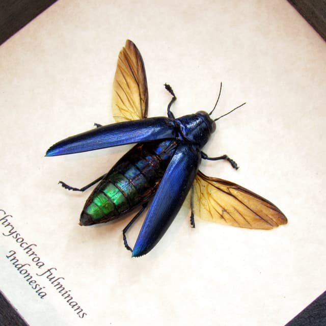 Real metallic purple beetle framed taxidermy - Chrysochroa fulminans