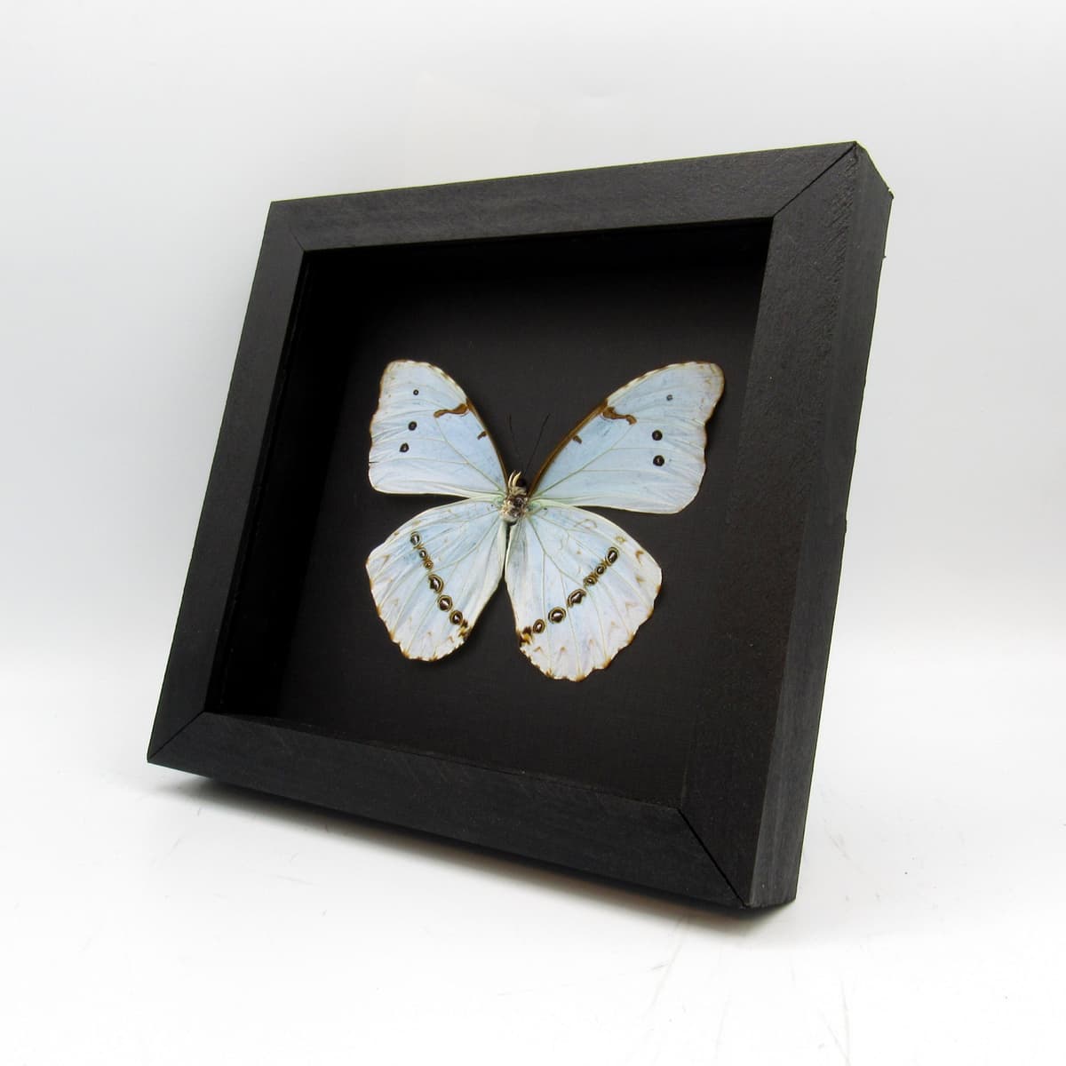 Real XL pale green opalescent butterfly framed taxidermy - Morpho catenaria