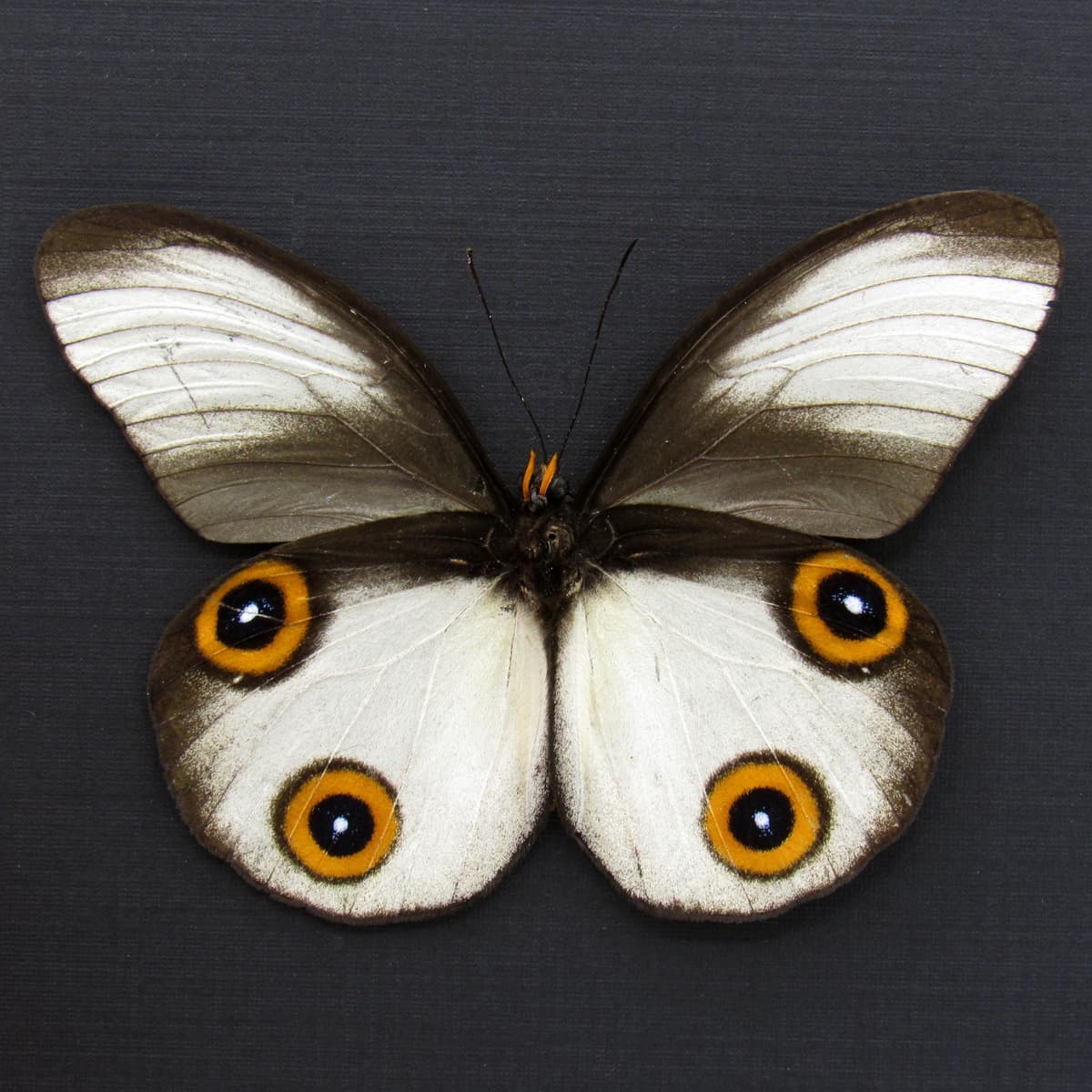 Rare Owl butterfly framed taxidermy - Taenaris cyclops