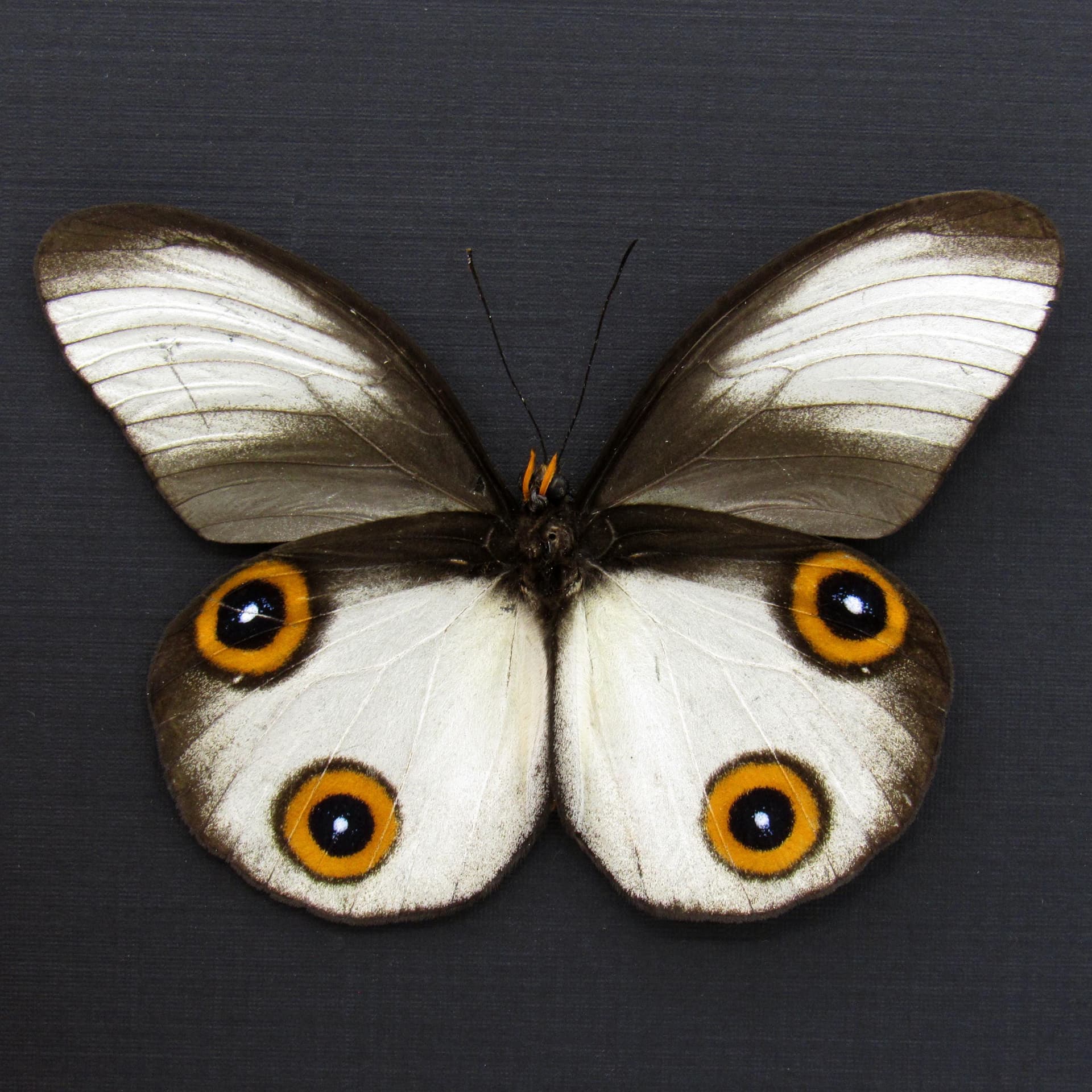 Rare Owl butterfly framed taxidermy - Taenaris cyclops