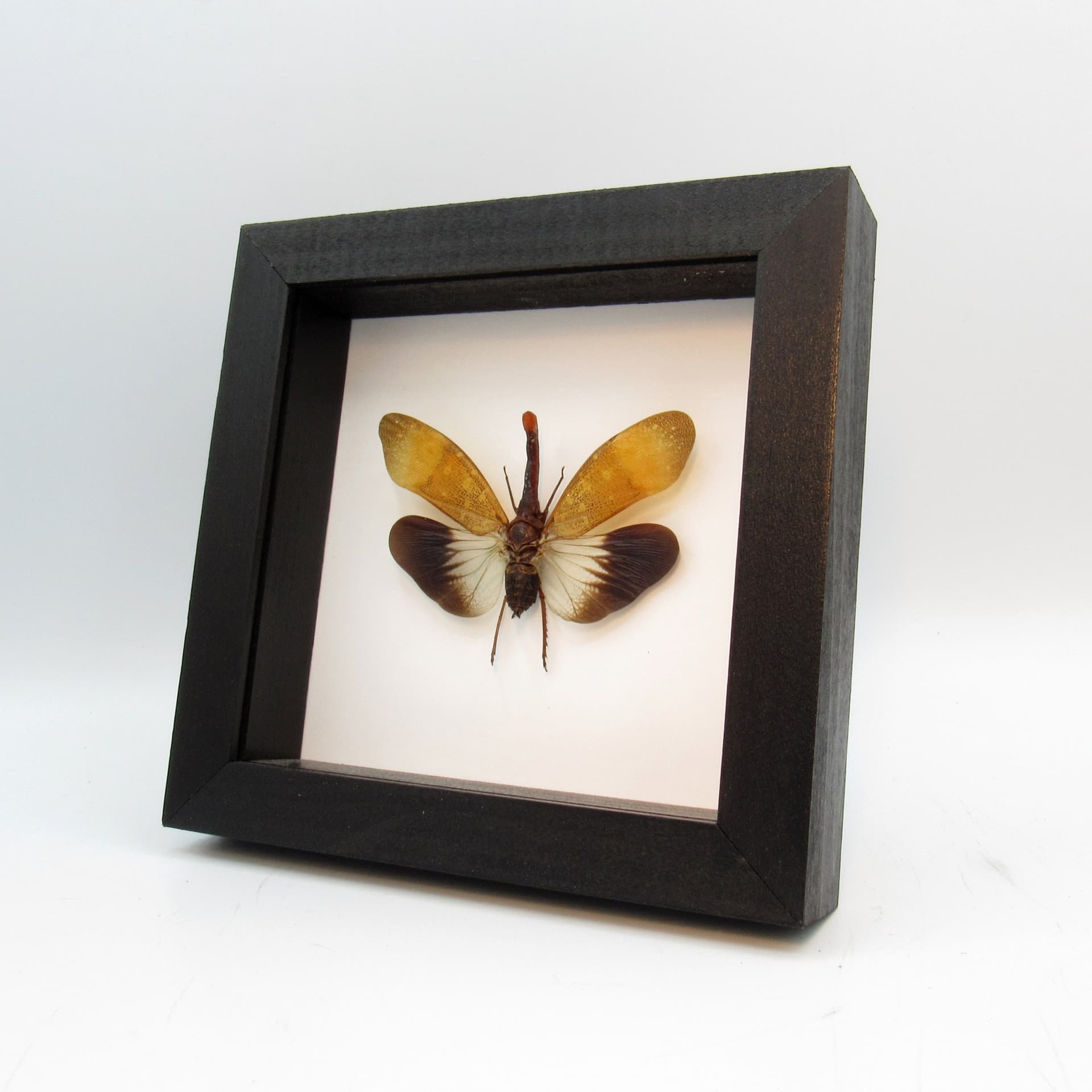 Real Lanternfly framed taxidermy - Pyrops pyrorhyncha