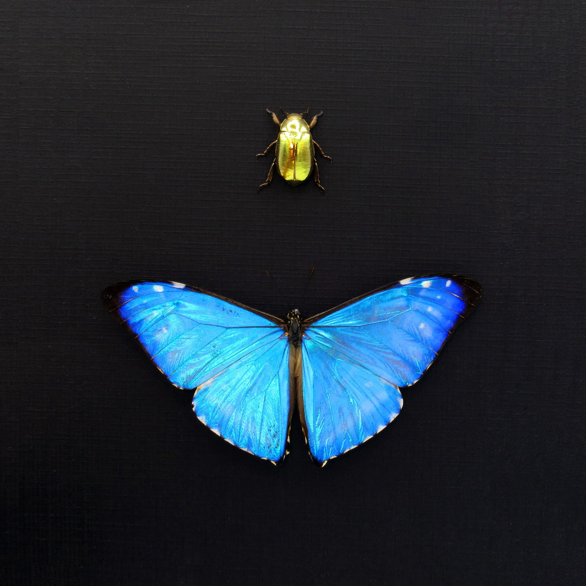 Real metallic Blue Morpho butterfly and gold jewel beetle framed taxidermy - Morpho zephyritis + Chrysina resplendens