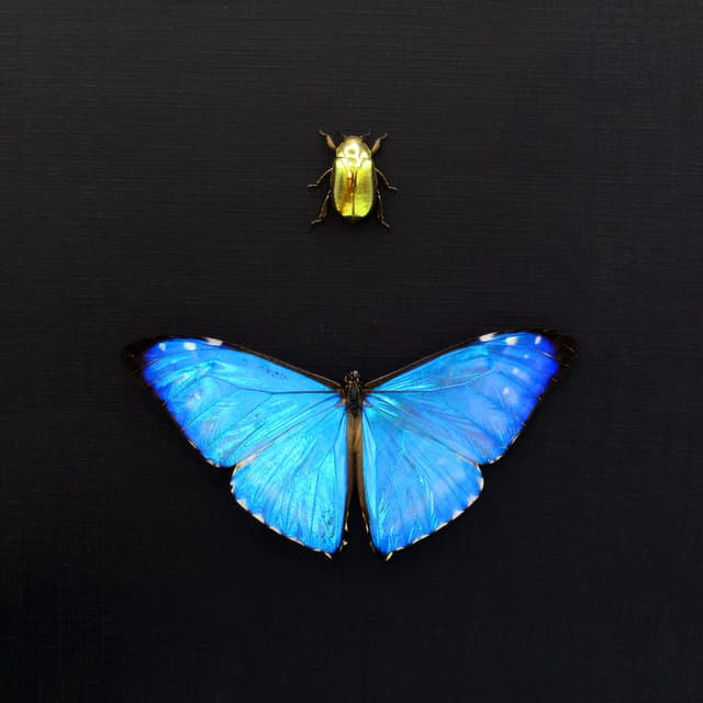 Real metallic Blue Morpho butterfly and gold jewel beetle framed taxidermy - Morpho zephyritis + Chrysina resplendens