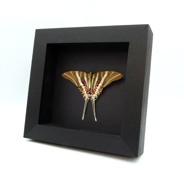 Real Rhesus Swallowtail butterfly framed taxidermy - Graphium rhesus - Victorian mount