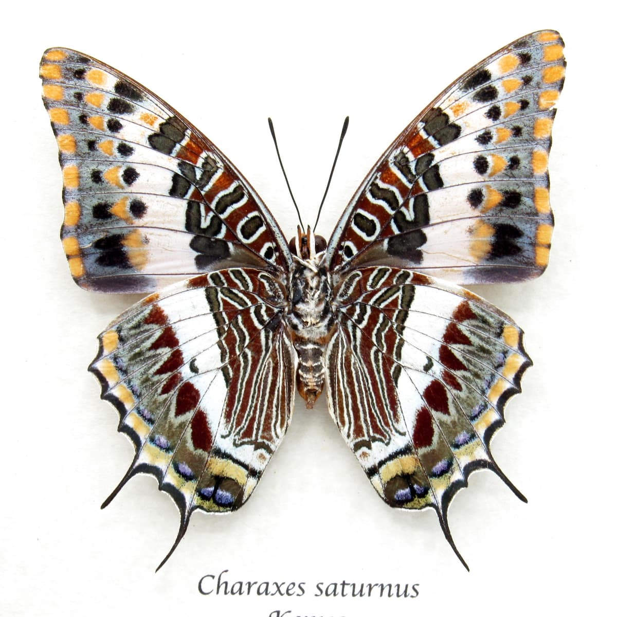 Rare Foxy Charaxes butterfly framed specimen - Charaxes saturnus - large female