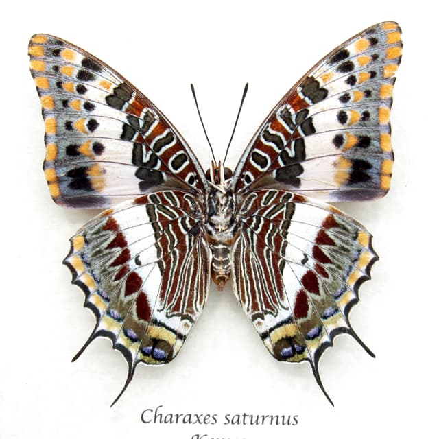 Rare Foxy Charaxes butterfly framed specimen - Charaxes saturnus - large female