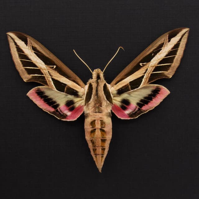 Real Banded Sphinx moth framed taxidermy - Eumorpha fasciata