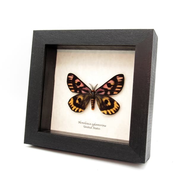 Real rare pink Western Sheep moth framed taxidermy - Hemileuca eglanterina - XL dark form
