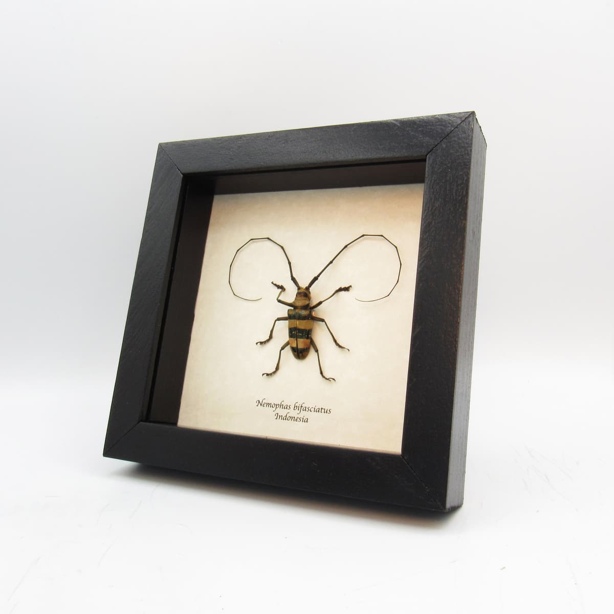Real Longhorn Beetle framed taxidermy - Nemophas bigasciatus