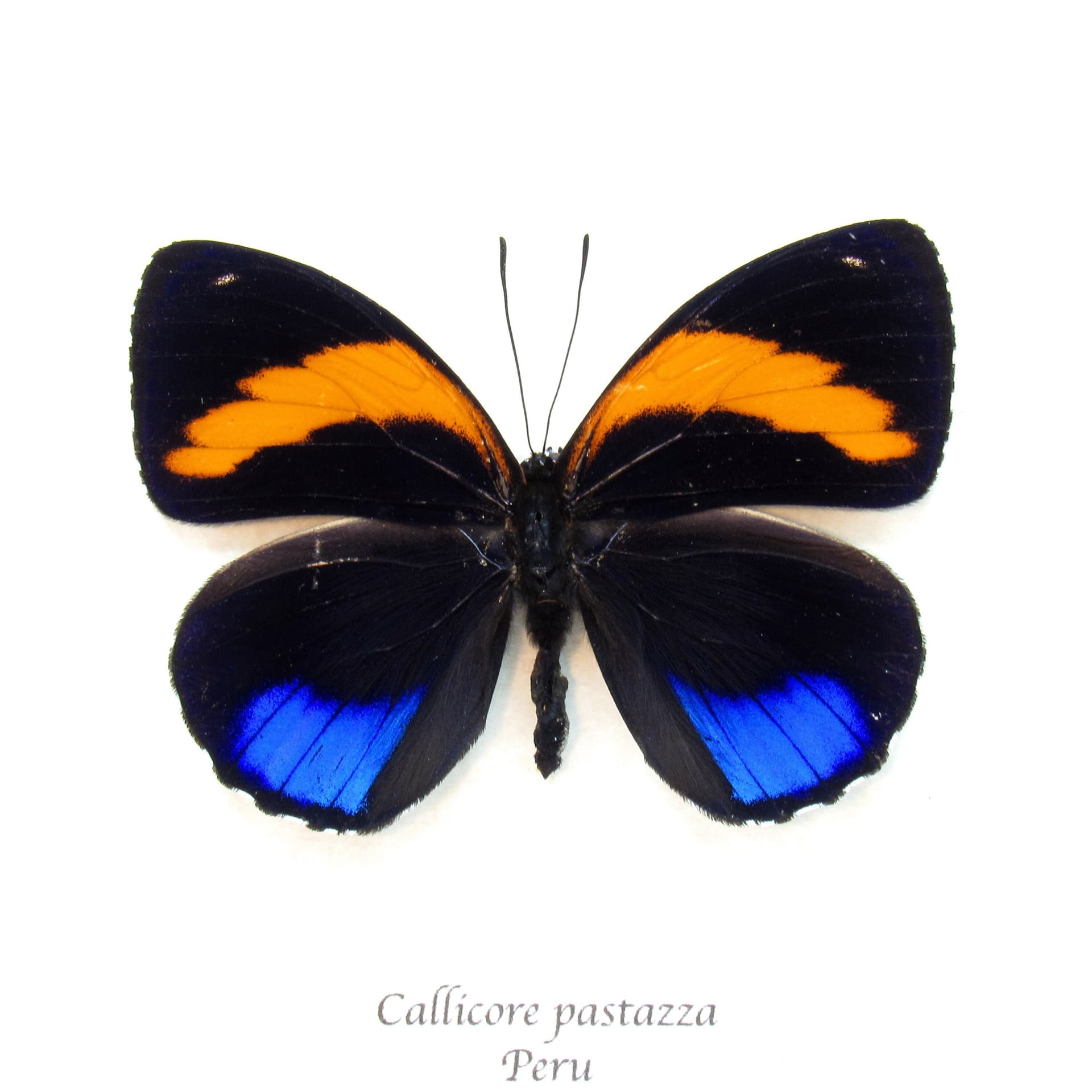 Real Superb Numberwing butterfly framed taxidermy - Callicore pastazza