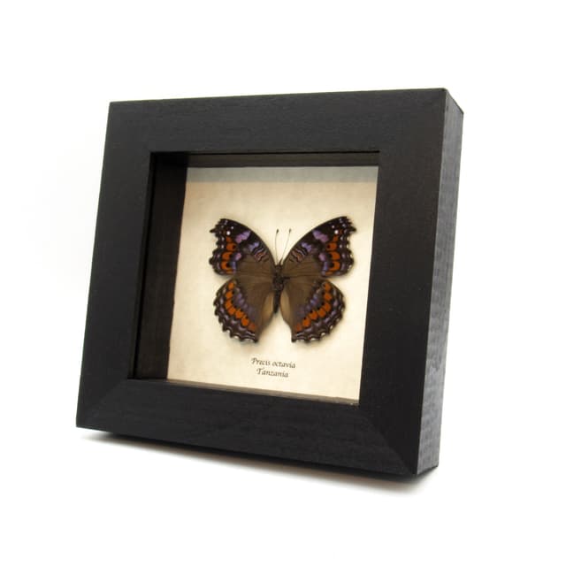 Real Gaudy Commodore butterfly framed taxidermy - Precis octavia - blue form - large female