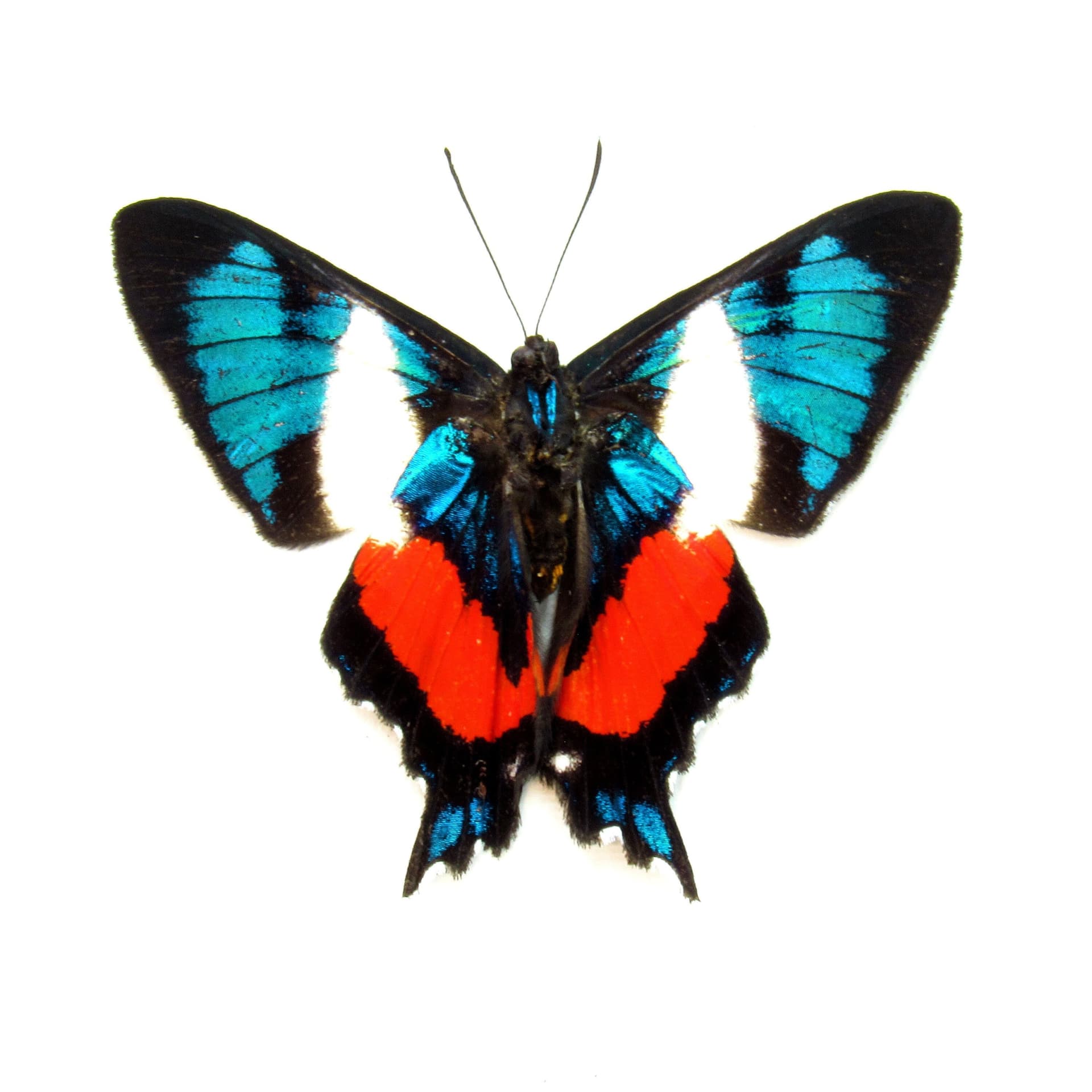 Rare metallic Metalmark butterfly framed taxidermy - Ancyluris formosissima - Victorian mount