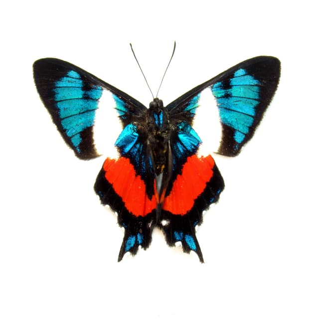 Rare metallic Metalmark butterfly framed taxidermy - Ancyluris formosissima - Victorian mount
