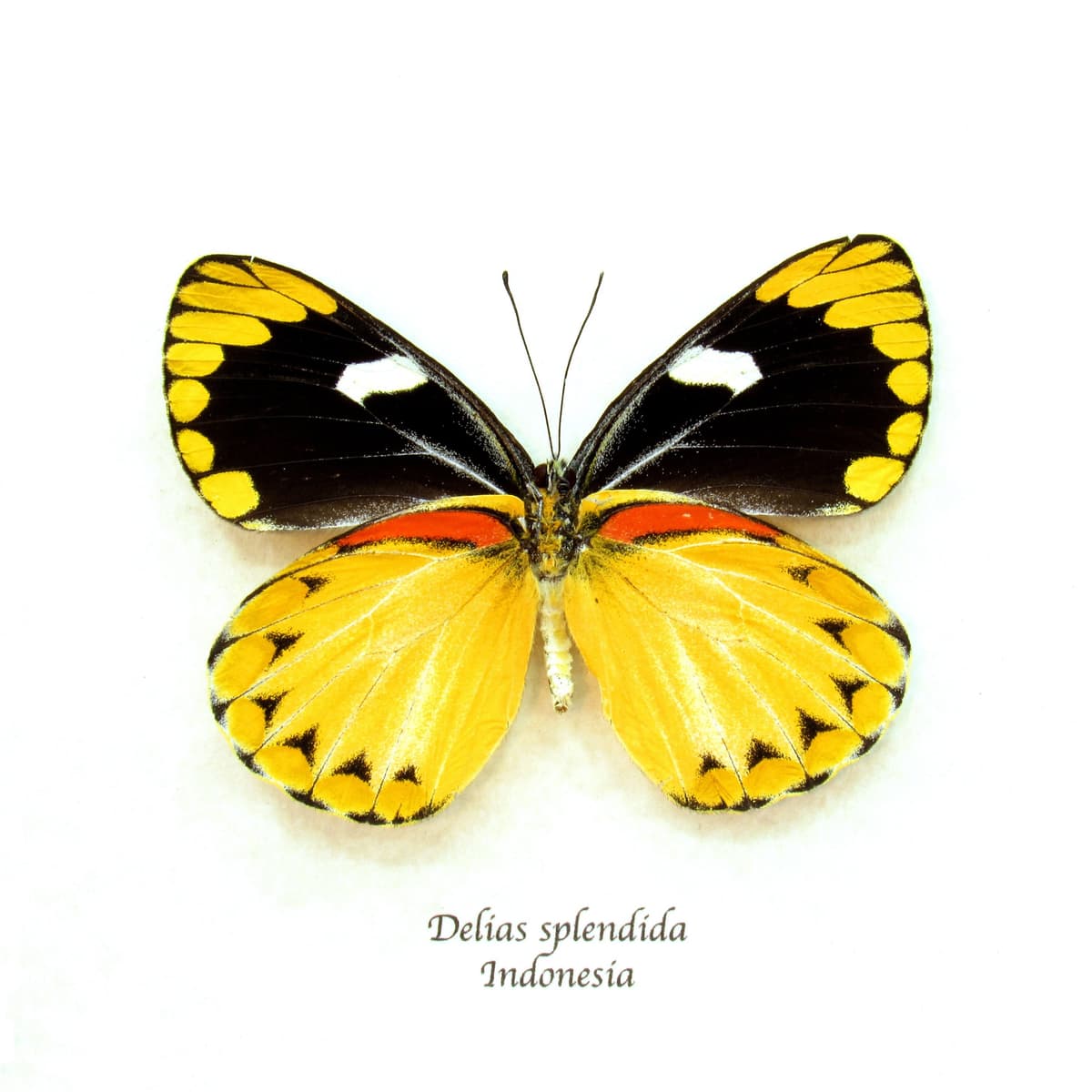 Real large yellow Delias butterfly framed taxidermy - Delias splendida - female