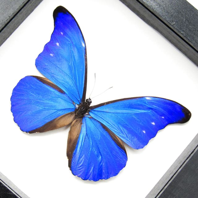 Rare metallic blue butterfly framed taxidermy - Morpho rhetenor cacica