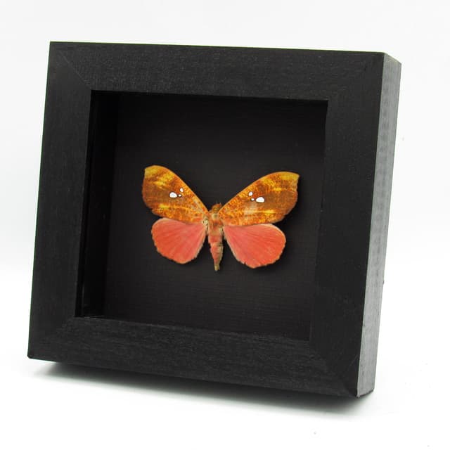 Rare hot pink fruit sucking moth framed taxidermy - Miniodes discolor - minor damage/missing antenna