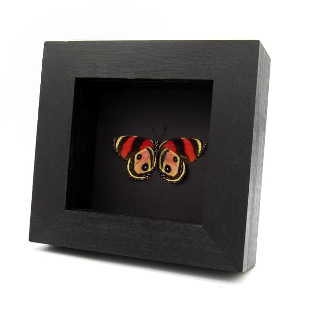 Very rare pink Two Eyed Eighty-eight butterfly framed taxidermy - Callicore pitheas - Victorian mount