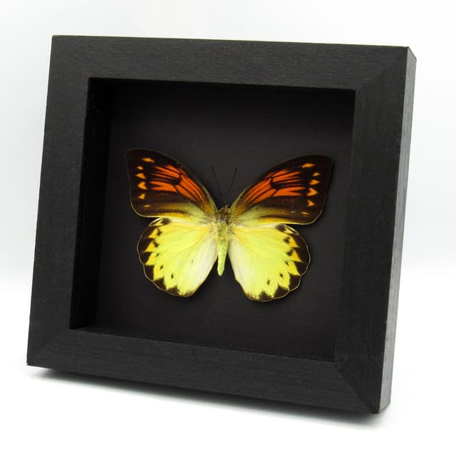 Rare Orange Tip butterfly framed taxidermy - Hebomoia leucippe - large female