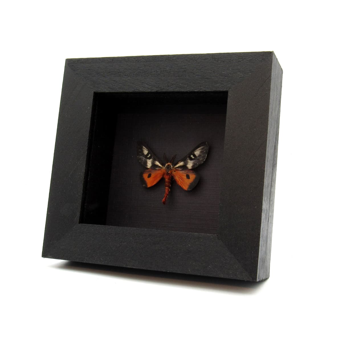 Real red Electra Buckmoth framed taxidermy - Hemileuca electra