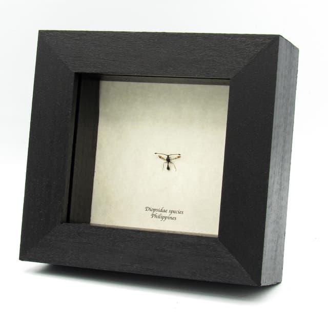 Very tiny real Stalk-eyed fly framed taxidermy - Diopsidae species