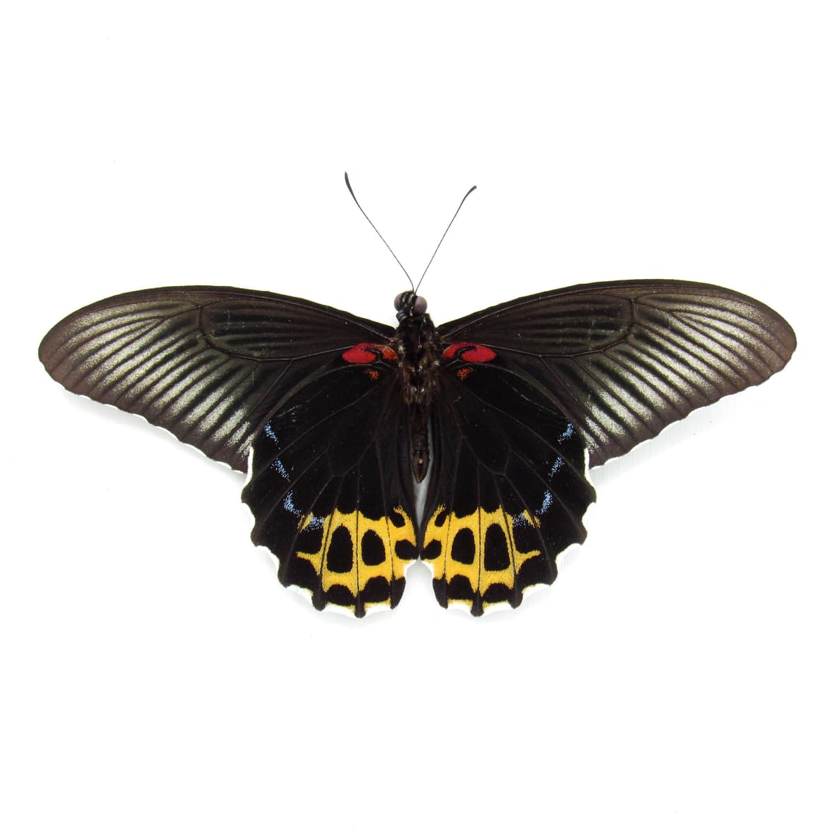 Real yellow butterfly framed specimen - Papilio forbesi - Victorian mount