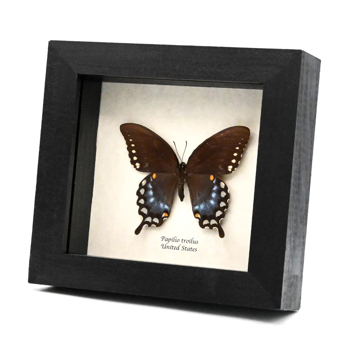 Real Spicebush Swallowtail butterfly framed taxidermy - Papilio troilus - large female