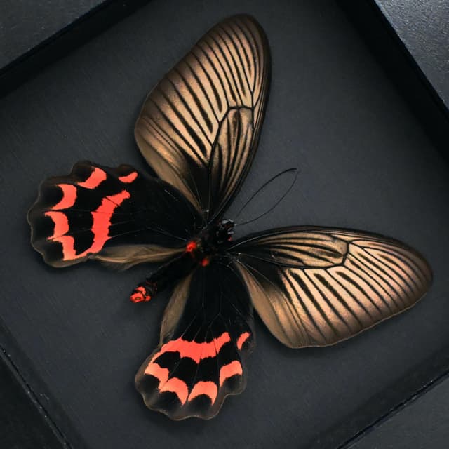 Rare Batwing butterfly framed taxidermy - Atrophaneura dixoni - large female
