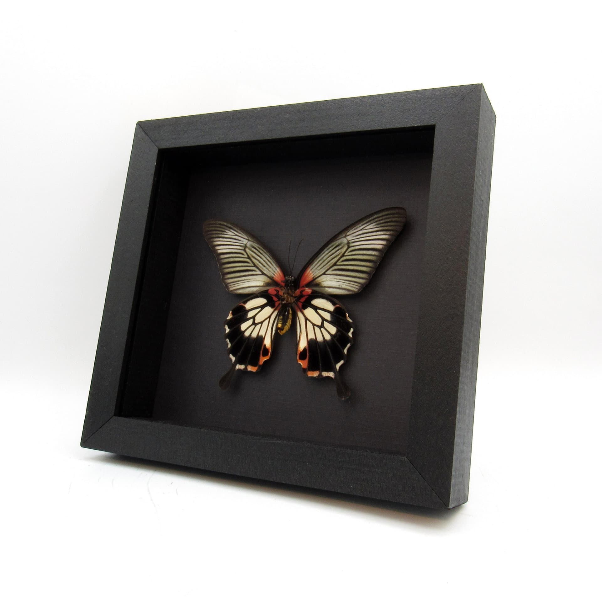 Real Great Mormon butterfly framed taxidermy - Papilio memnon agenor distantianus - female