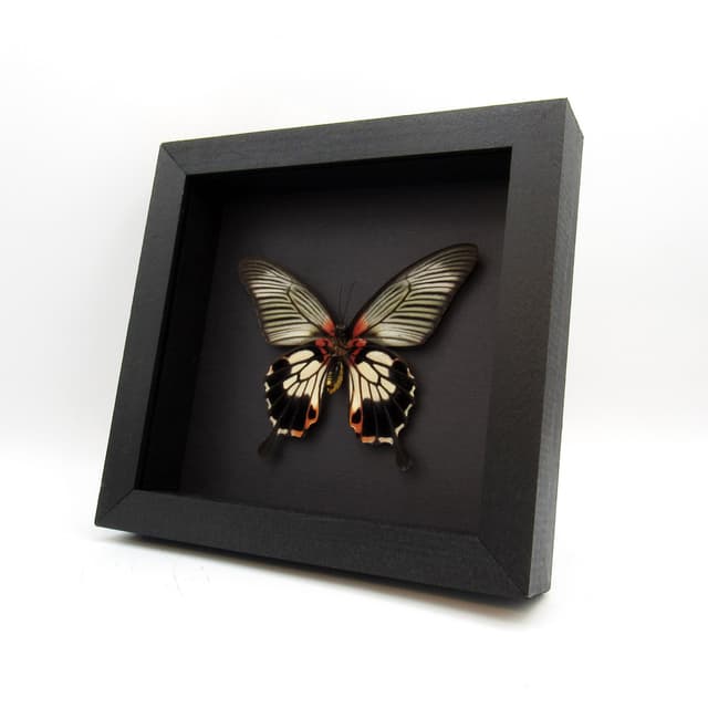 Real Great Mormon butterfly framed taxidermy - Papilio memnon agenor distantianus - female