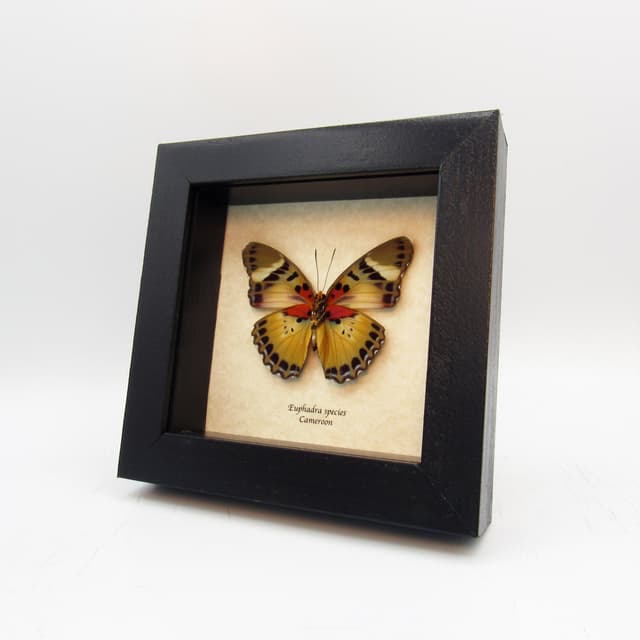 Rare Golden Forester butterfly framed taxidermy - Euphaedra species