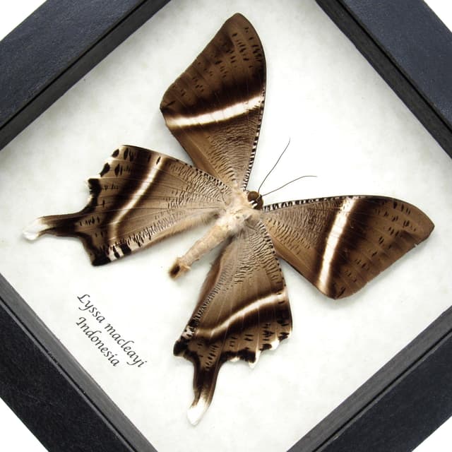 Giant Tropical Swallowtail Moth framed taxidermy - Lyssa macleayi - dark form