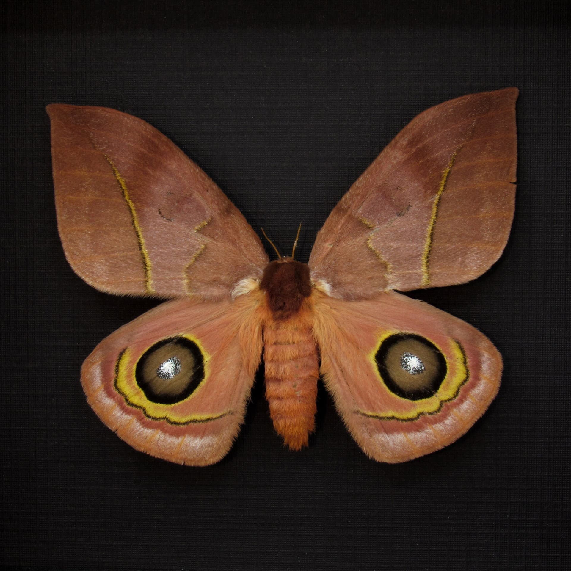 Real Peach Desert Saturn moth framed taxidermy - Automeris oaxacensis - female