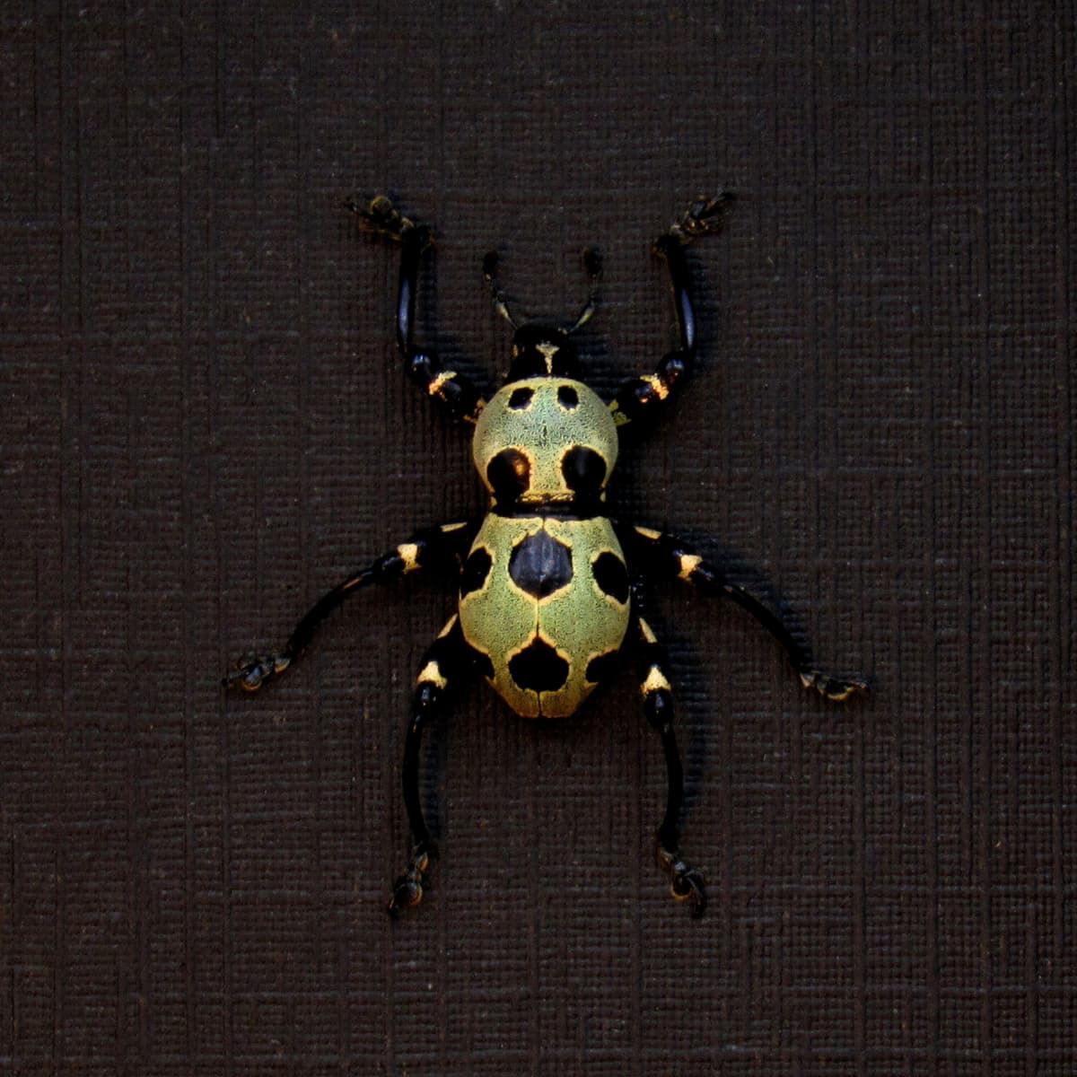 WEEVIL MANIA - Real gold beetle framed taxidermy - Pachyrhynchus orbifer - rare color form