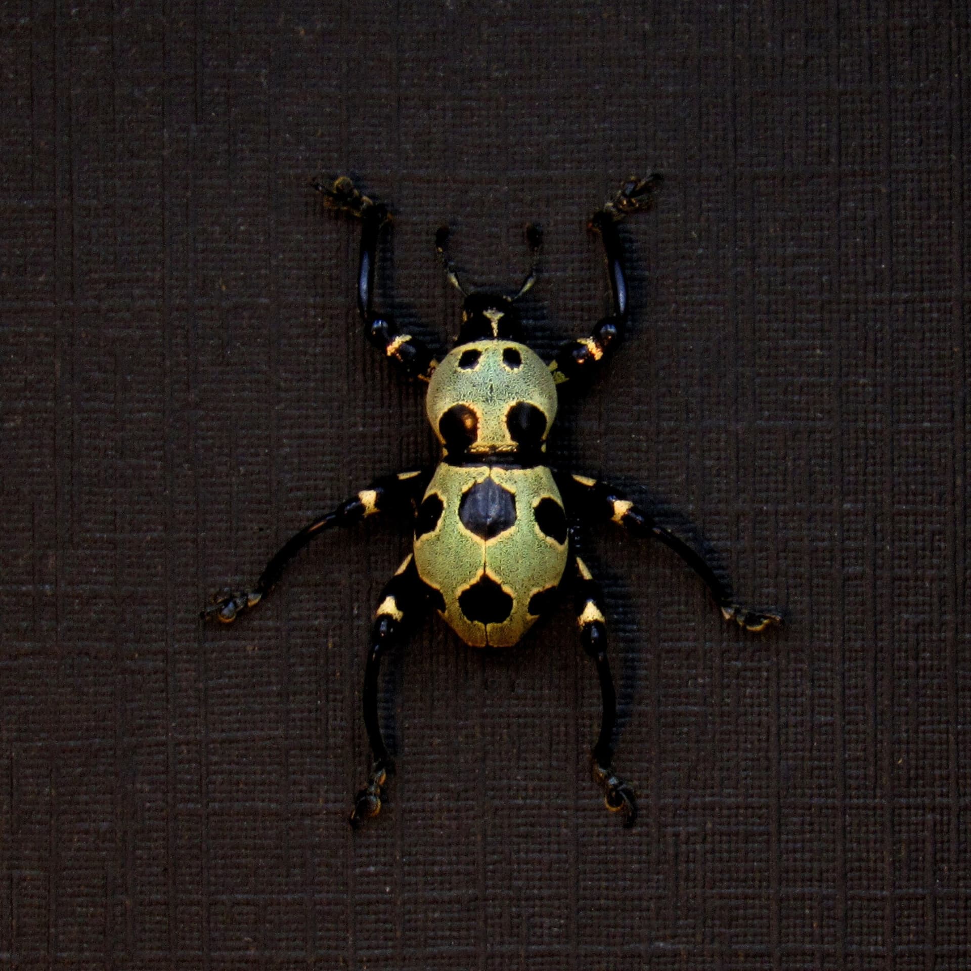 WEEVIL MANIA - Real gold beetle framed taxidermy - Pachyrhynchus orbifer - rare color form
