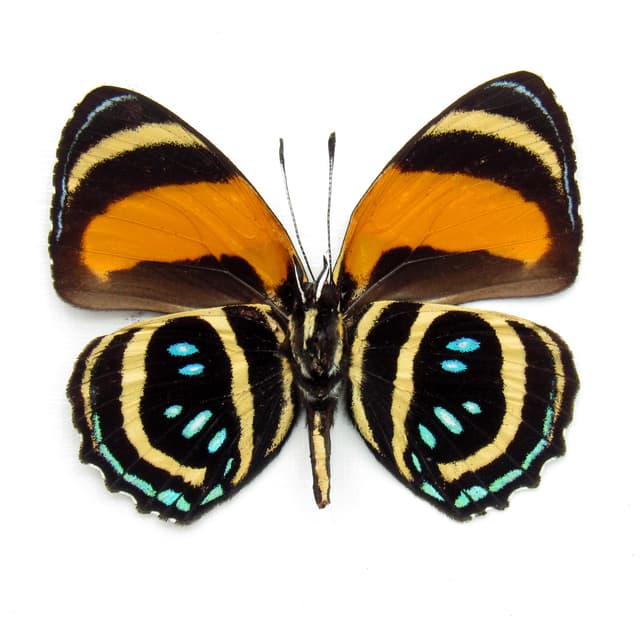 Real framed taxidermy butterfly - Callicore aegina
