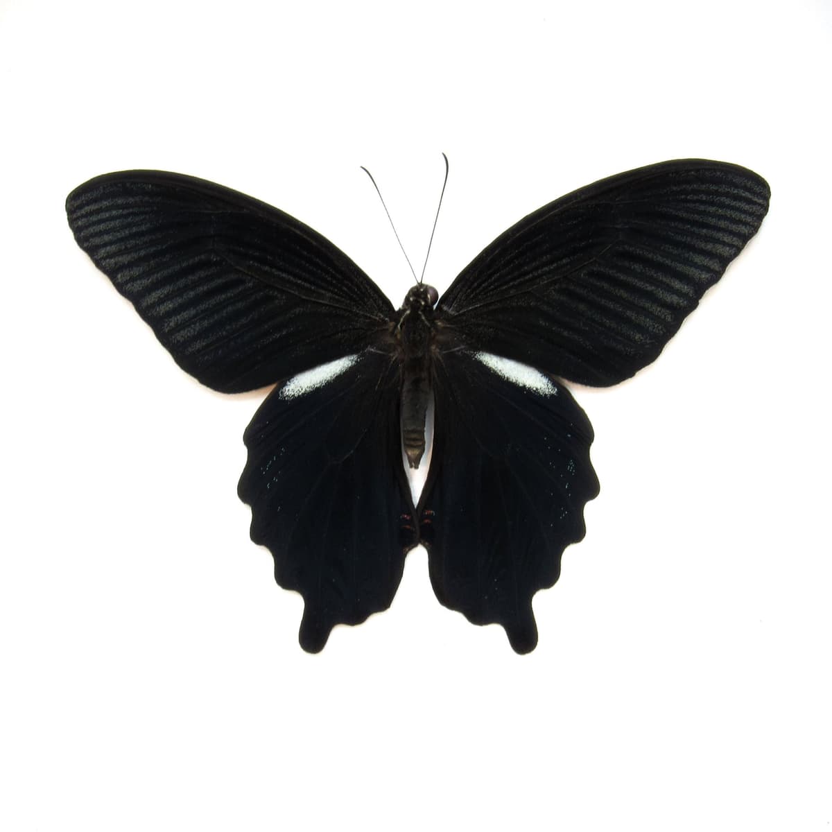 Real Black Spangle Swallowtail butterfly framed taxidermy - Papilio protenor - Victorian mount