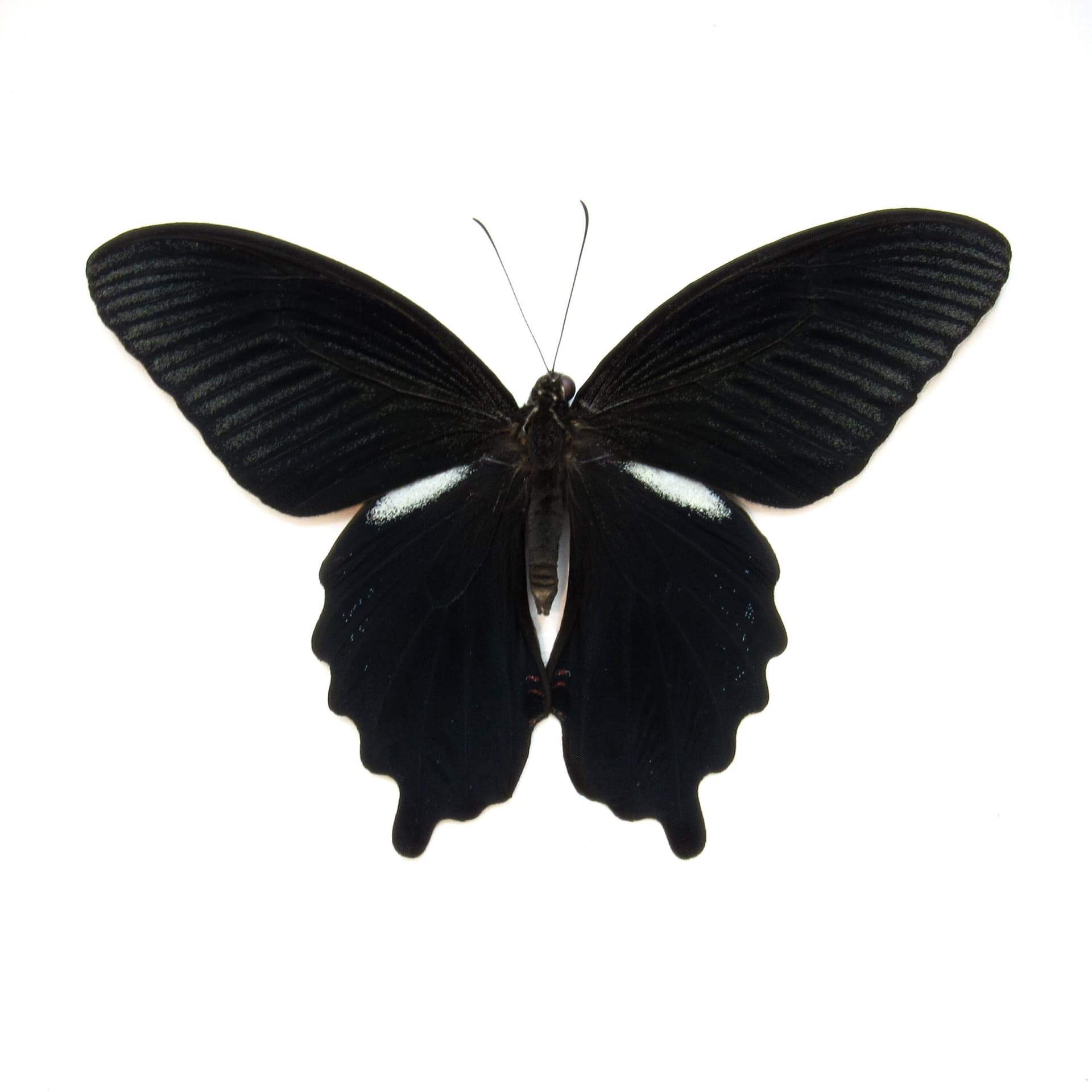 Real Black Spangle Swallowtail butterfly framed taxidermy - Papilio protenor - Victorian mount