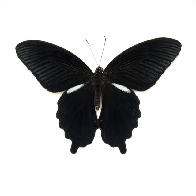 Real Black Spangle Swallowtail butterfly framed taxidermy - Papilio protenor - Victorian mount