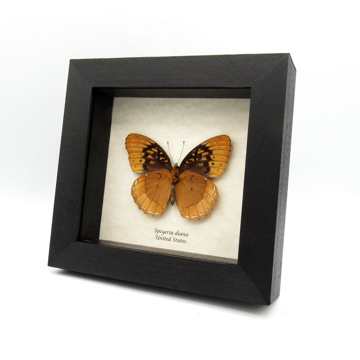 Rare Diana Fritillary framed taxidermy - Speyeria diana