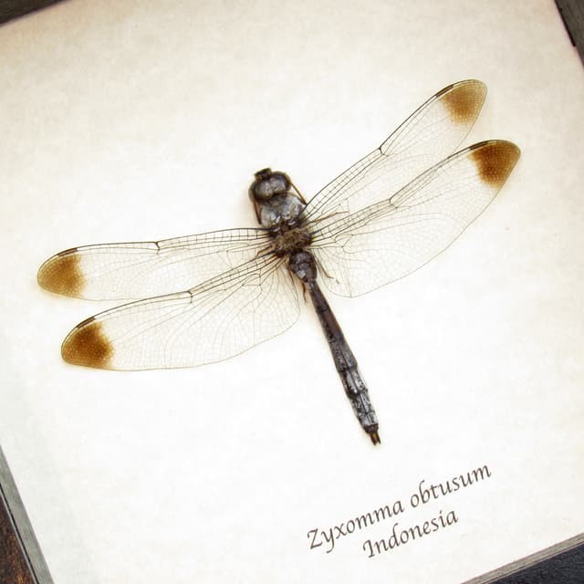 Real Skimmer Dragonfly framed taxidermy - Zyxomma obtusum
