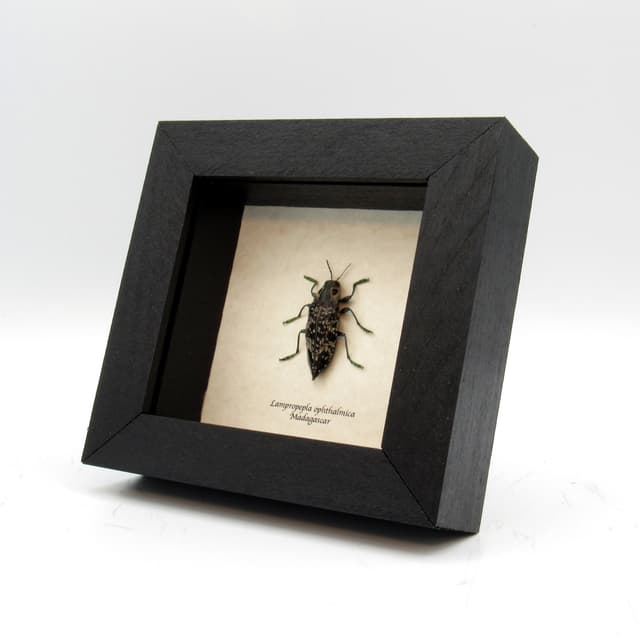 Rare four eyed beetle framed taxidermy - Lampropepla ophthalmica